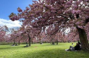 Les cerisiers du parc de sceaux vous font voir la vie en rose