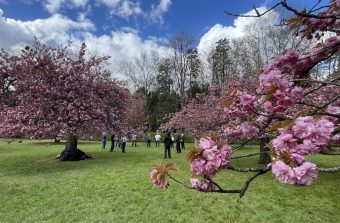 6 bonnes raisons d’aller voir la fin des cerisiers en fleurs au parc de Sceaux