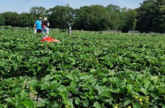 Les fermes où cueillir des fraises dans le Grand Paris