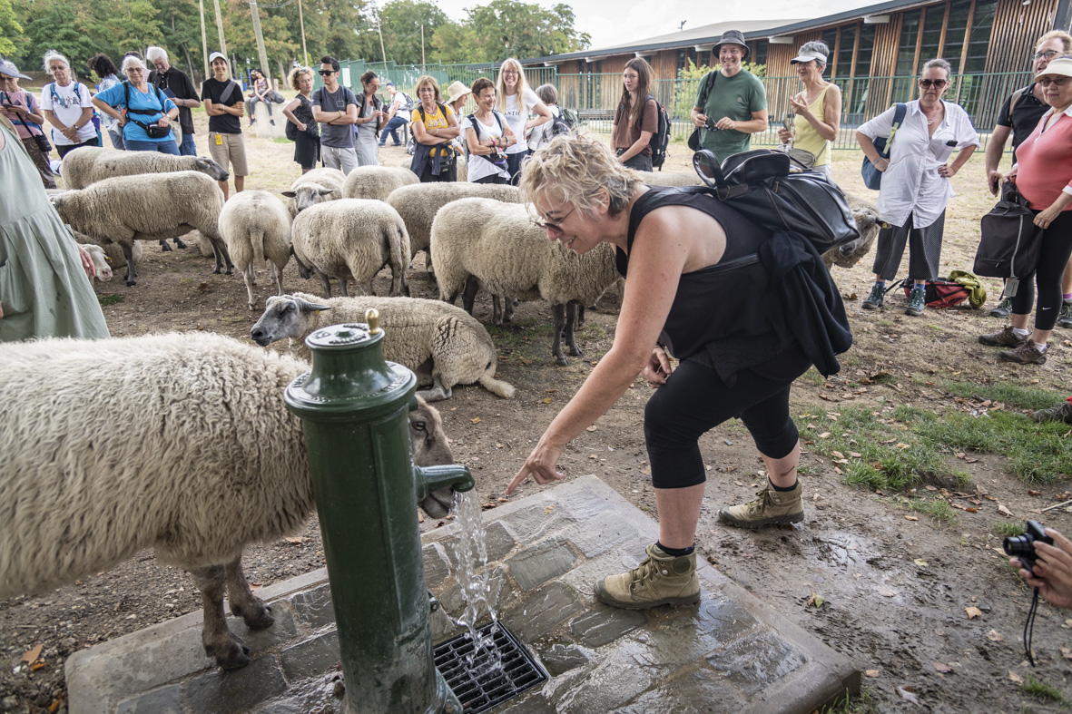 Les brebis et les randonneurs se désaltèrent / © Jérômine Derigny pour Enlarge your Paris 