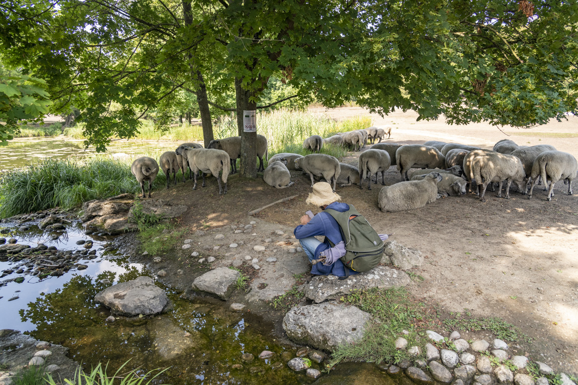 Le berger urbain Guillaume Leterrier dans le parc Georges-Valbon / © Jérômine Derigny pour Enlarge your Paris     