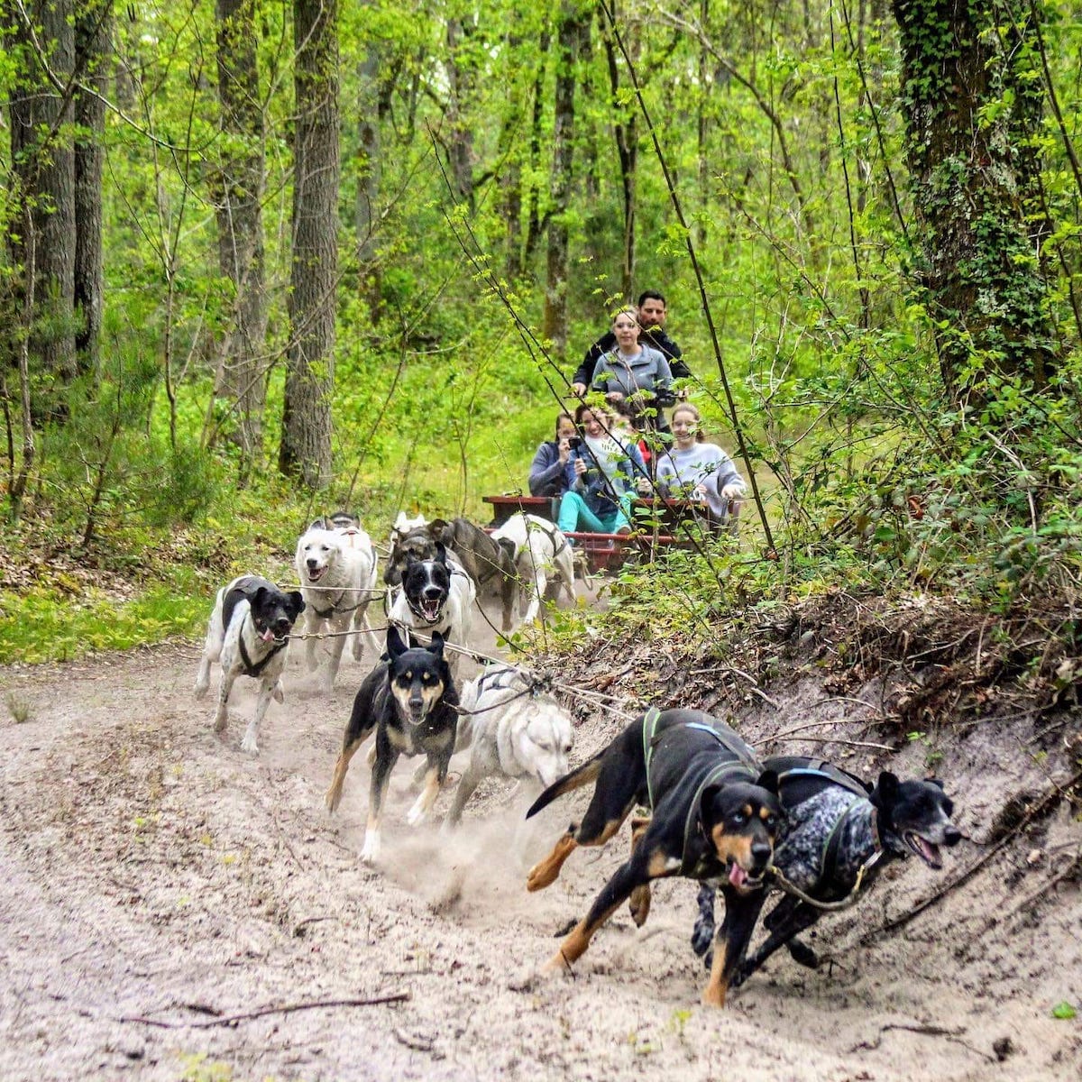 Le chien de traîneau en forêt de Fontainebleau est l'un des 75 bons plans dénichés par Anaïs Lerma dans son guide "75 sorties et activités à Paris en famille" / © Evasion canine