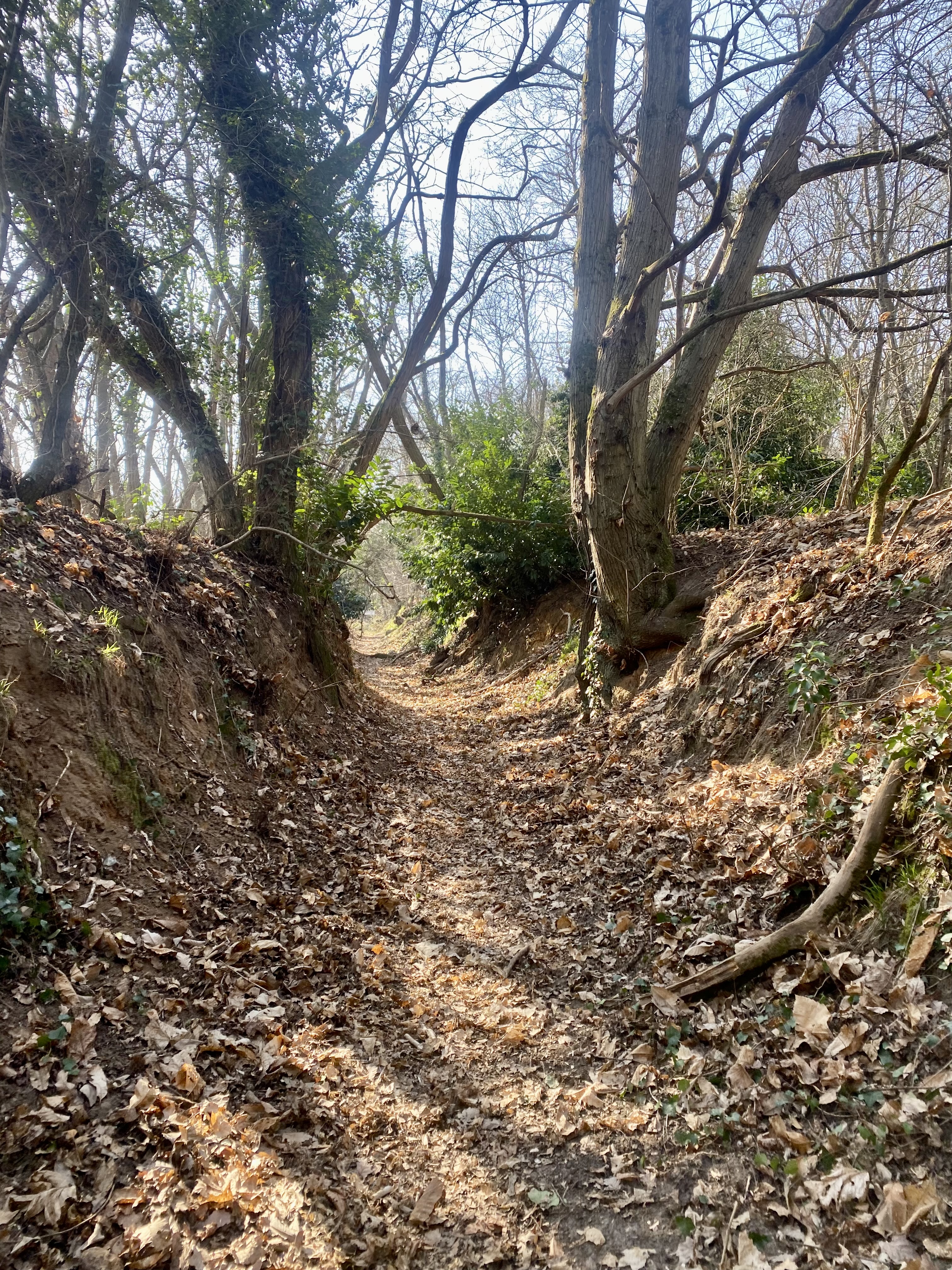 Un sentier dans la forêt du Rocher de Saulx entre la gare de Palaiseau-Villebon et celle d’Épinay-sur-Orge / © Vianney Delourme pour Enlarge your Paris