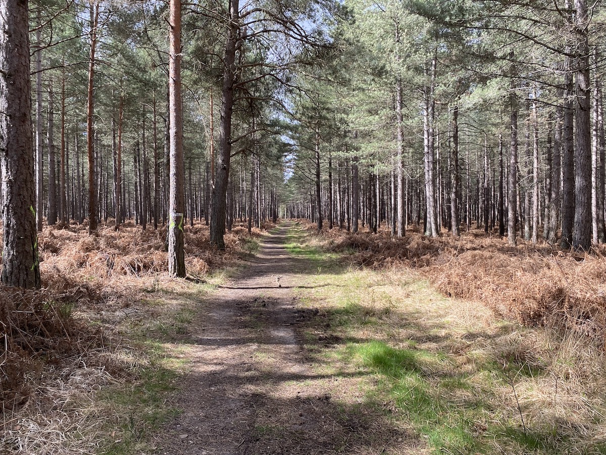 Sur les sentiers de la forêt de Rambouillet autour du Domaine des bruyères / © Waël Sghaier pour Enlarge your Paris