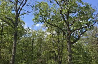 Randopolitain : Traversée d’un monument vert, la forêt de Sénart