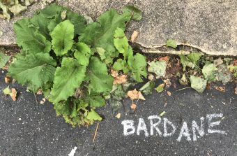 Le 23 juin, créez un herbier éphémère le long des canaux parisiens