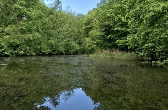 Randopolitain : Une traversée de la forêt de Montmorency