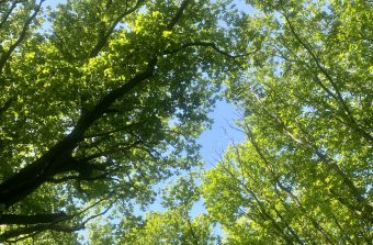 « Les arbres aussi ont des coups de soleil »