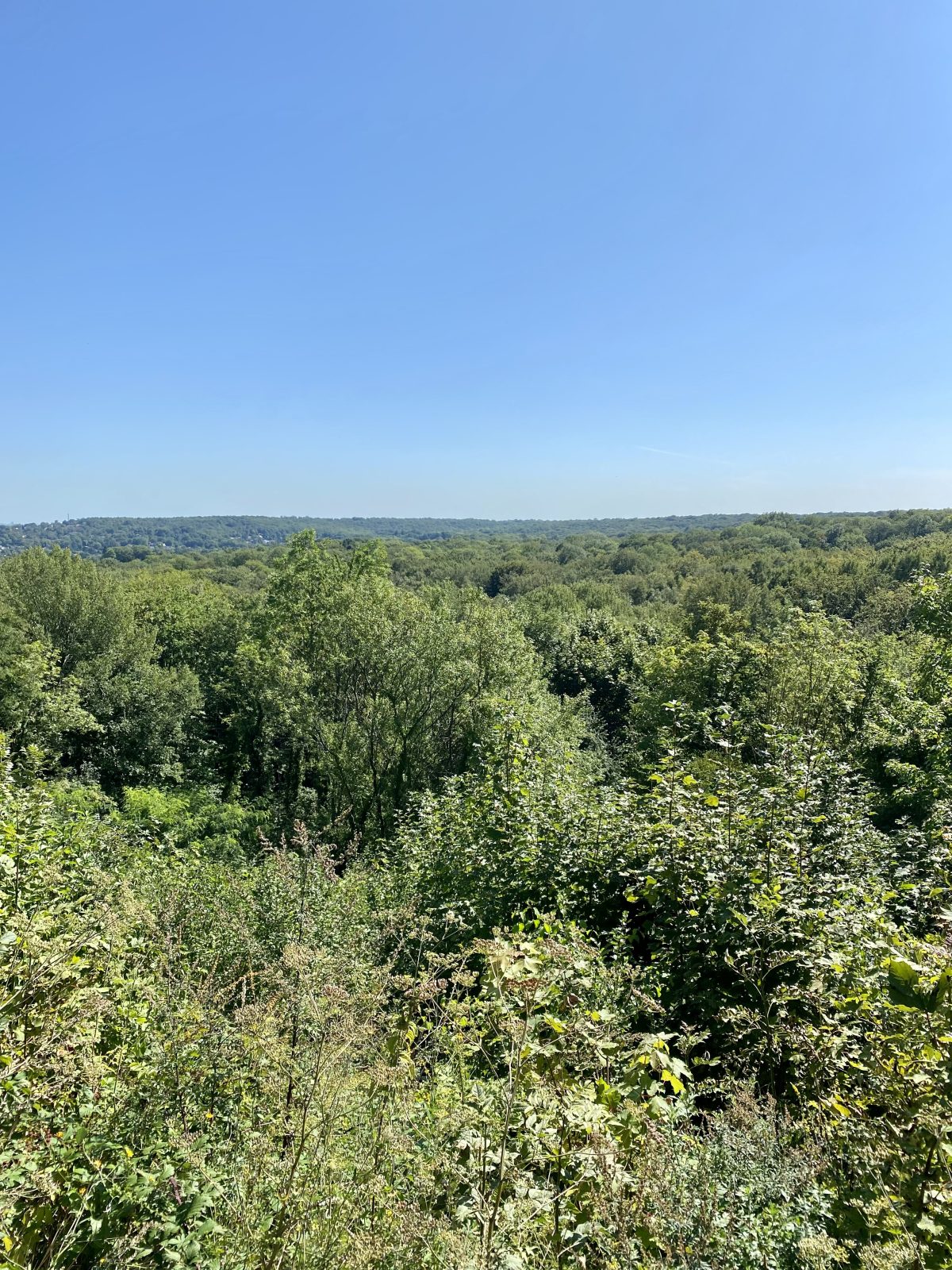 Vue sur le massif forestier de Marly-le-Roi / © Vianney Delourme pour Enlarge your Paris