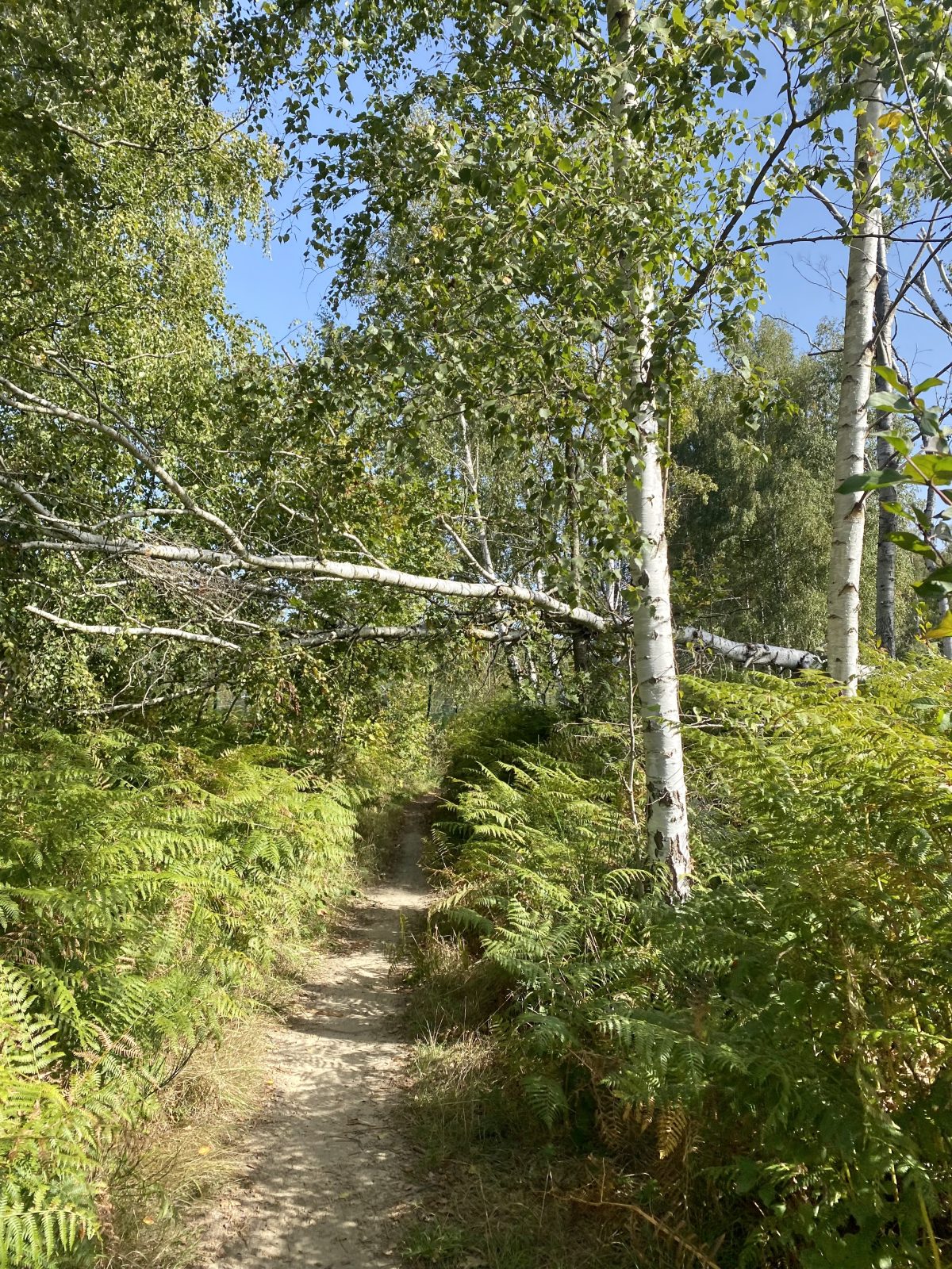 La Végétale dans le Bois de La Grange à Limeil-Brévannes / © Vianney Delourme pour Enlarge your Paris