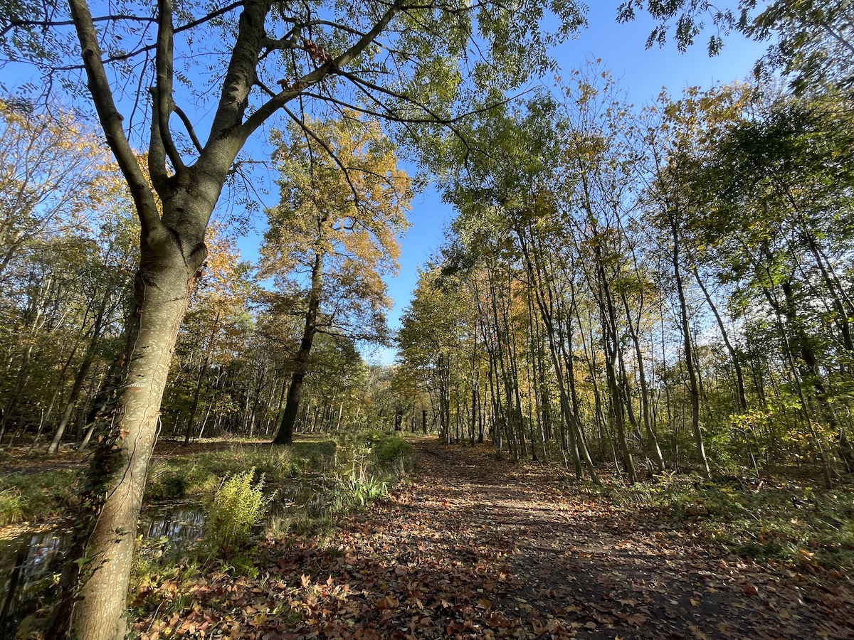 Le bois de Boulogne / © Virginie Jannière pour Enlarge your Paris