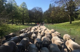 Clinamen, les moutons bien élevés du 93