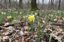 Allez voir s&rsquo;éveiller le printemps dans les forêts du Grand Paris