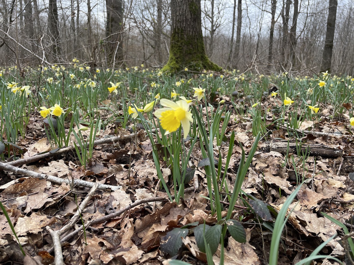 Tapis de jonquilles en forêt de Rougeau en Seine-et-Marne / © John Laurenson pour Enlarge your Paris