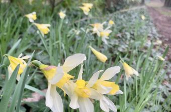 Allez voir s’éveiller le printemps dans les forêts du Grand Paris