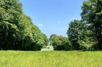 « Nos forêts sont le résultat de la main de l’Homme »