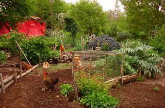 À Romainville, les jardins libèrent toutes leurs saveurs