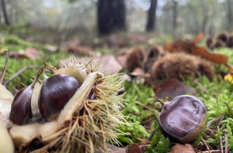 Promenez-vous dans les bois pendant que les châtaignes y sont