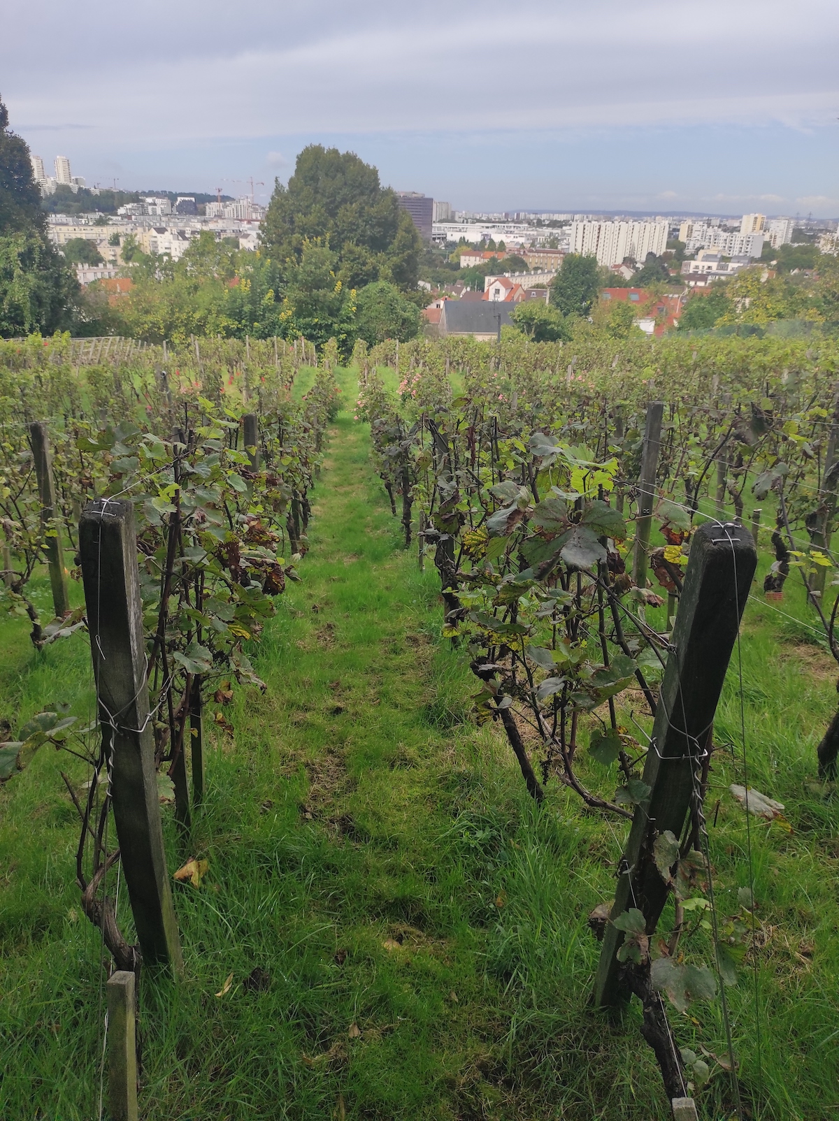 Les vignes de Rosny / © Joséphine Lebard pour Enlarge your Paris