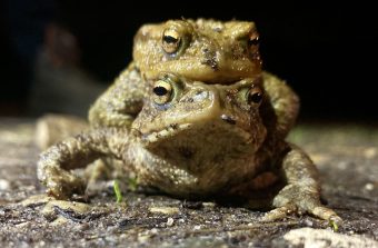 Dans le bois de Meudon, on ferme des routes pour ne pas déranger les amours des crapauds