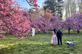 Comment j’ai profité (presque) seule des cerisiers en fleur du parc de Sceaux