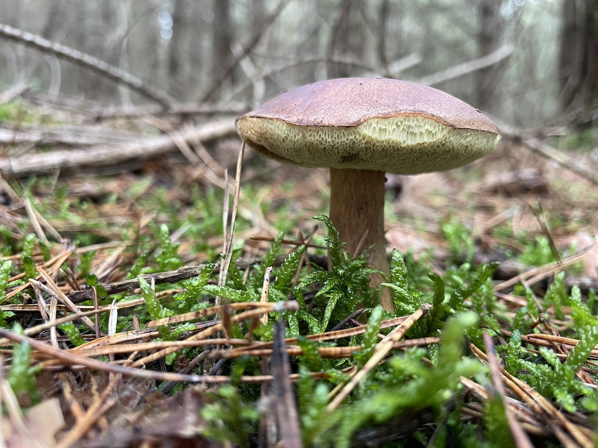Un bolet bai en forêt de Rambouillet / © John Laurenson pour Enlarge your Paris