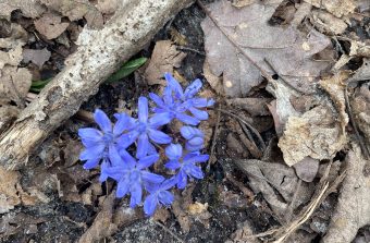 Perce-neige, hellébores, crocus : le Grand Paris fleurit déjà