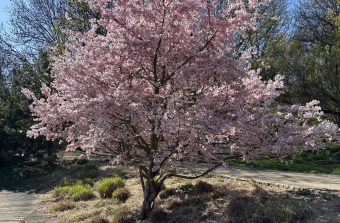 Les plus beaux cerisiers du Grand Paris fleurissent au coin de la rue