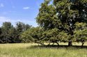 De l&rsquo;Yerres au Domaine du Piple, 15 km pour pousser la porte de la dernière forêt privée du 94