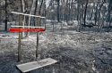 Le feu est éteint à Fontainebleau, la forêt reste sous le choc