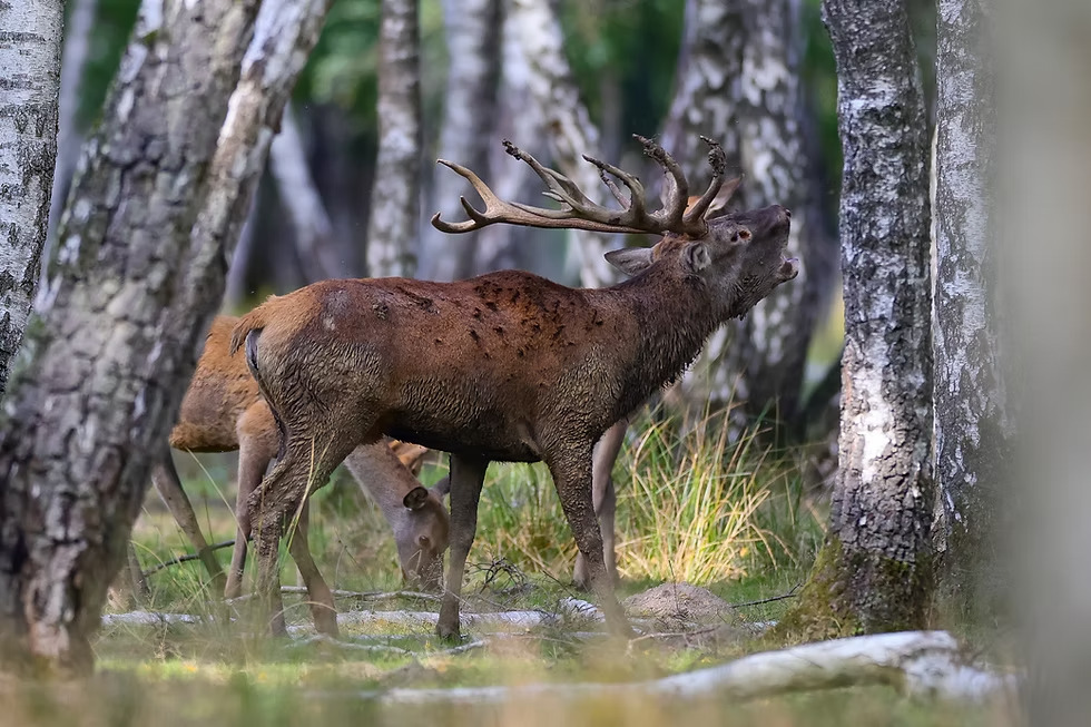 Le brame du cerf en forêt de Rambouillet. Photo l'espace Rambouillet