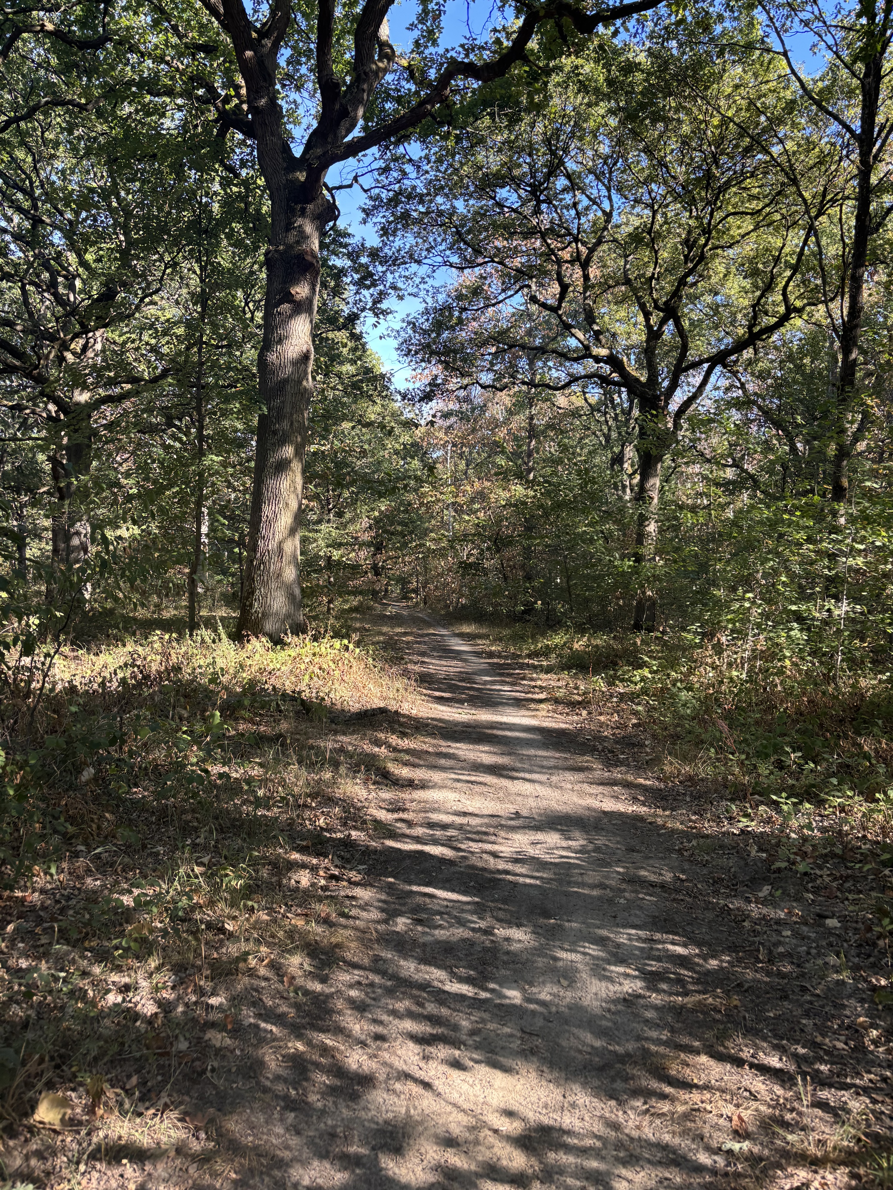 La forêt régionale de Rougeau. Vianney Delourme pour Enlarge your Paris