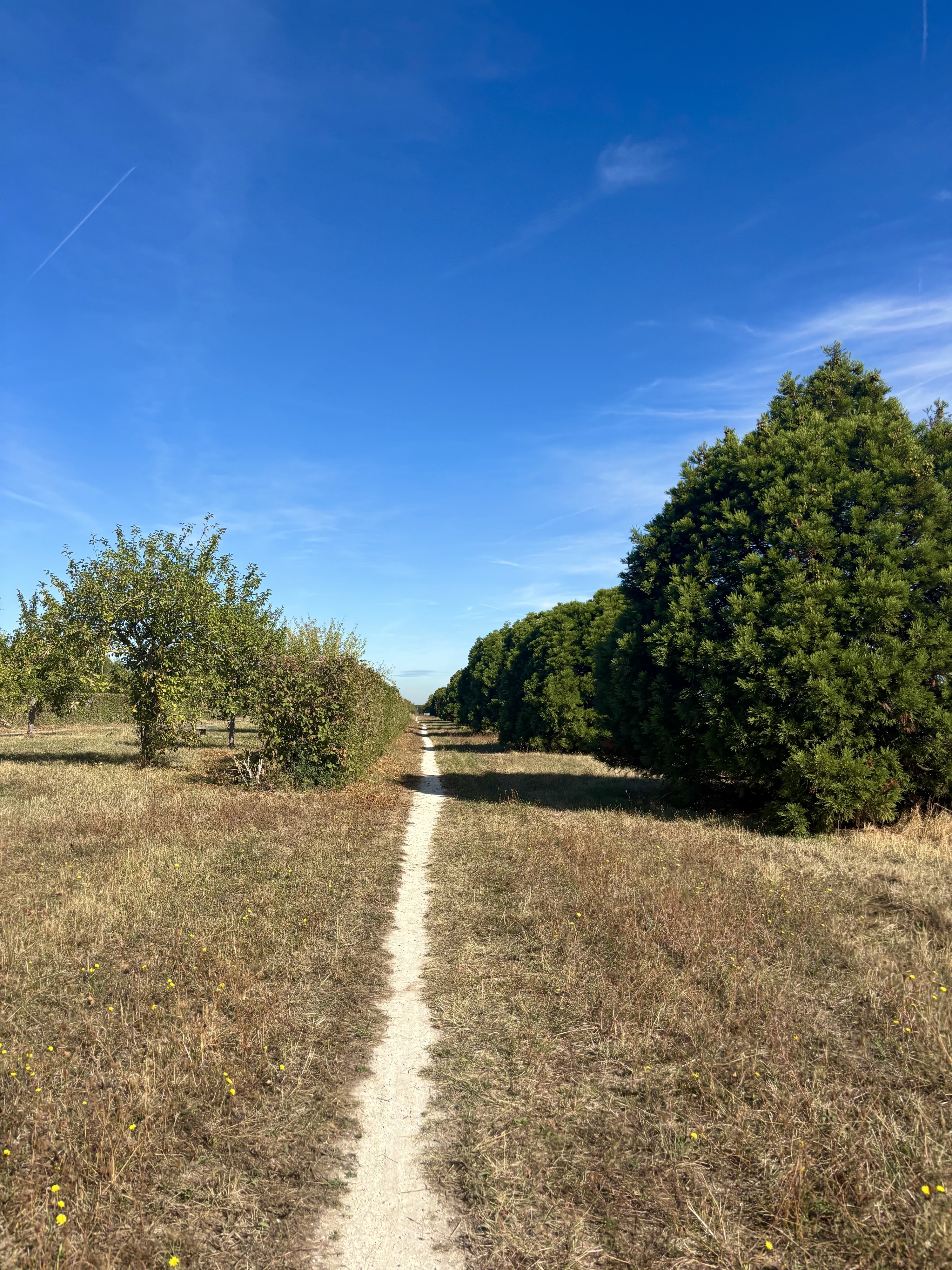 L'allée royale entre les forêt de Rougeau et de Sénart. Vianney Delourme pour Enlarge your Paris