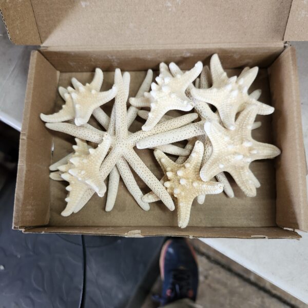 12 PCS Starfish | 2.5-6 Inch Starfish Decor | Natural Bulk Starfish Shells Perfect for Crafts Making Beach Theme Party Wedding Decoration, Home Wall Decor, Christmas Ornaments, Fish Tank1 | EZ Auction