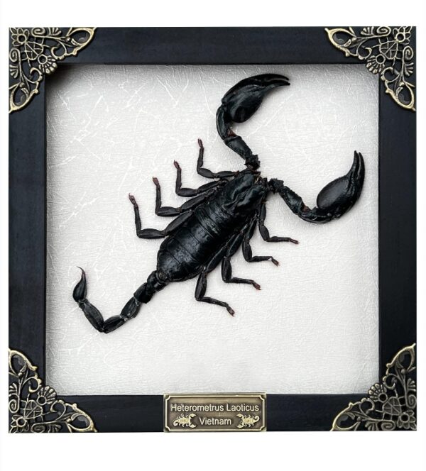 Real Scorpion White Wooden Frame Shadow Box Dried Insect Lover Taxidermy Dead Bug Taxadermy Specimen Display Wall Art Hanging Decoration Home Living Décor K16-51-TR | EZ Auction