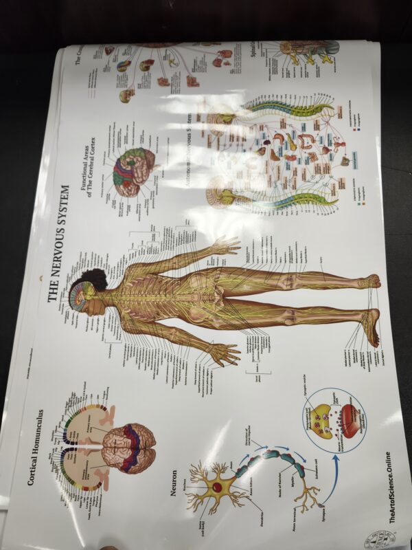 THE ART OF SCIENCE 11 Human Anatomy Posters - Medical Posters, Skeletal, Male Female Muscular, Circulatory, Lymphatic, Reproductive, Nervous Systems - Laminated 18x30 | EZ Auction