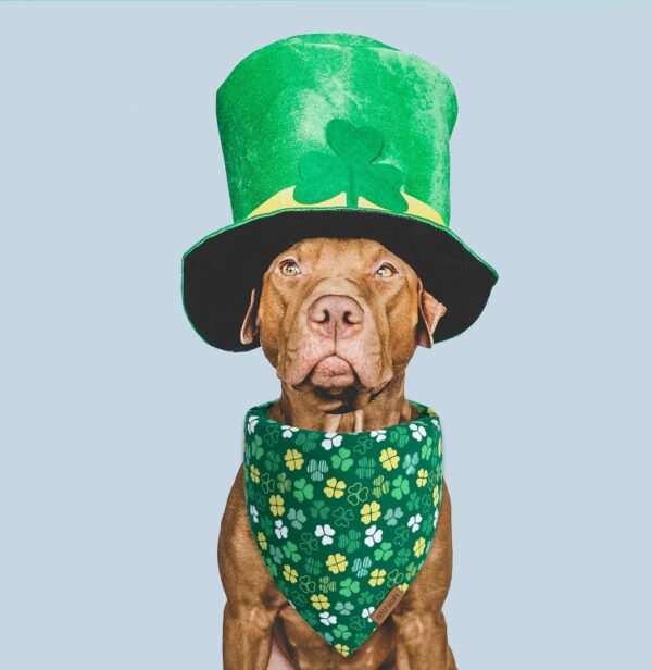 St. Patrick's Day Dog Bandana - 1 Pack Triangle Shamrock Dog Bandanas for Boys & Girls, Reversible Leprechaun Pet Scarf, Premium Durable Fabric, Holiday Bandana for Medium and Large Dogs (Large) | EZ Auction