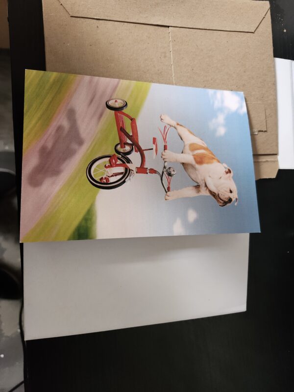 NobleWorks - 1 Adorable Birthday Card Funny - Pet Dog Animal Humor, Bday Notecard with Envelope - Dog on Trike C3204BDG | EZ Auction