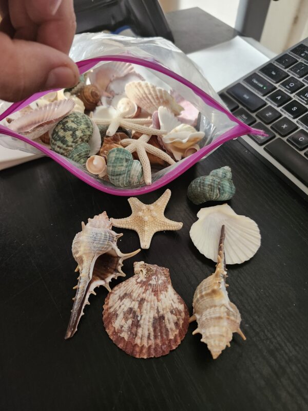 Sea Shells Mixed Beach Seashells 9 Kinds 1.2"-3.5 "Various Sizes Natural Seashells and 2 Kinds of Natural Starfish for Beach Themed Party DIY Crafts Fishtank Vase Fillers Home Wedding Decorations | EZ Auction