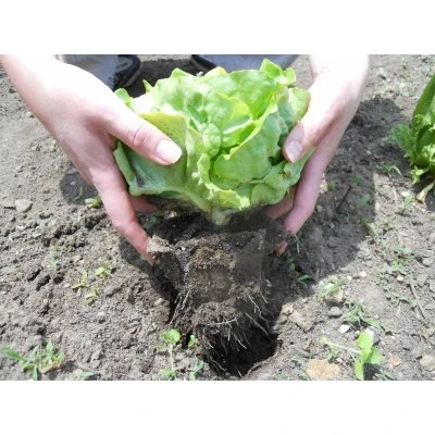 Seed Starting Tray, 3-In., 3-Pk.
