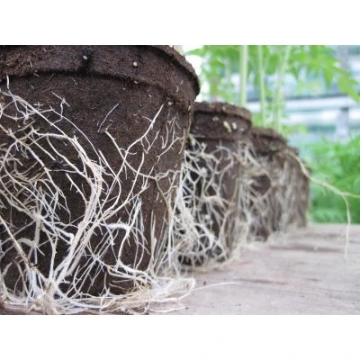 Plantable Pots, 3-In. Round, 12-Pk.