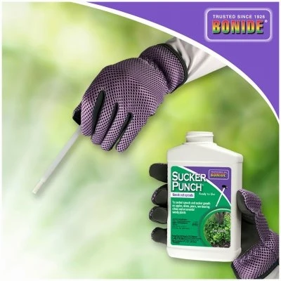 Sucker Punch Plant Growth Regulator Sprout Control Liquid with Brush Applicator 8 Ounce Ready to Use