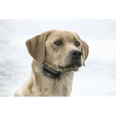 FieldTrainer 425X Remote Dog Training Collar with 500 Yard Range