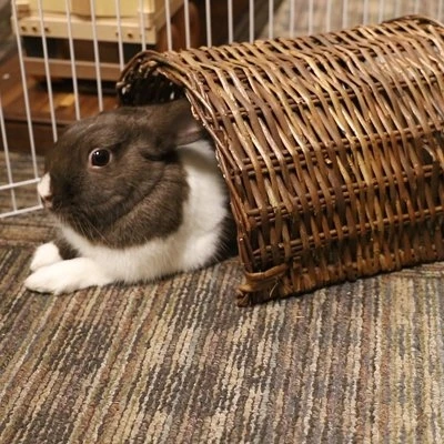Large Twig Tunnel for Small Pets Natural Wooden Hideout Habitat Accessory