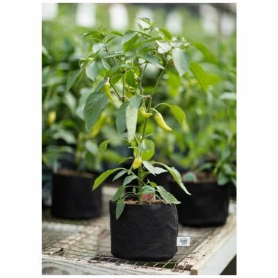 Multi-Purpose Black Fabric Container Grower, 2 Gallons Capacity