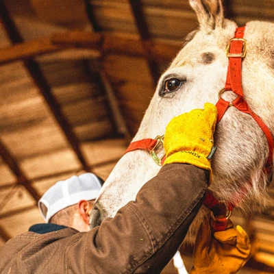 XLG Men Line LTHR Glove