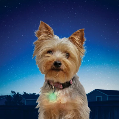 SpotLit Rechargeable Green Dog Collar Light for Enhanced Visibility and Safety