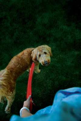 NiteDog Rechargeable Lighted Leash, Red/Red LED