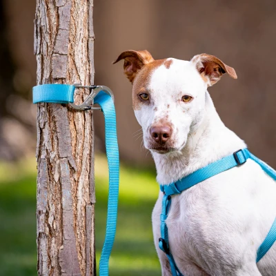 SlideLock Pet S-Biner Tether Clip