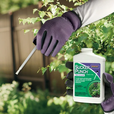 Sucker Punch Plant Growth Regulator Sprout Control Liquid with Brush Applicator 8 Ounce Ready to Use
